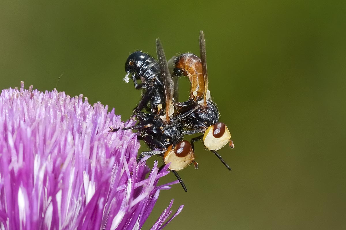 Melanosoma bicolor?